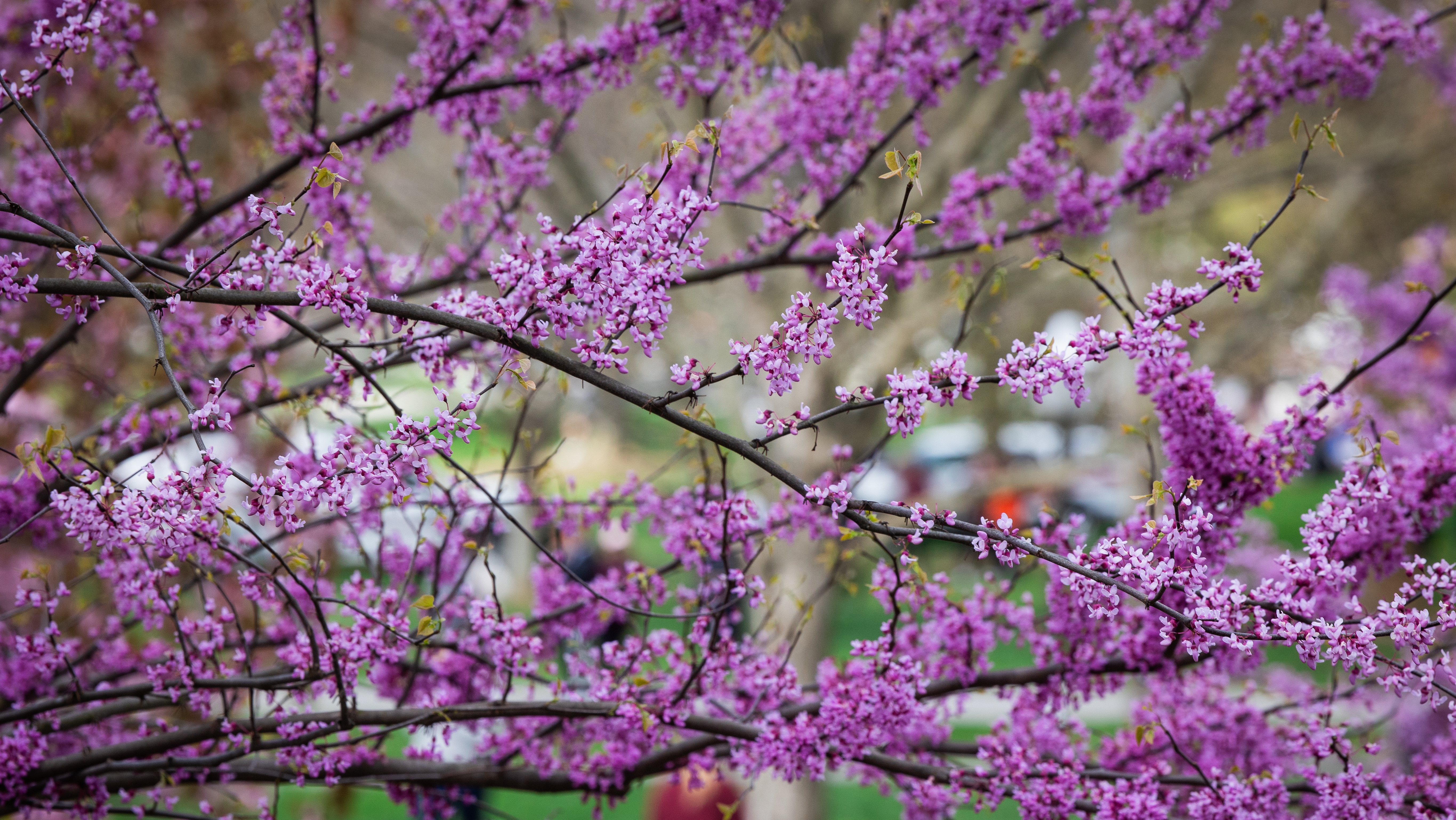Spring flowers blooming, Blacksburg campus